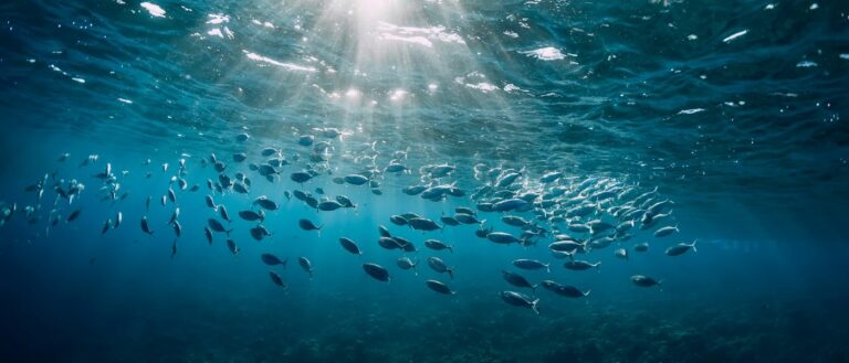 From Ocean to Product