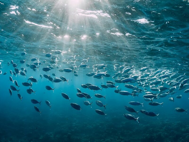 From Ocean to Product